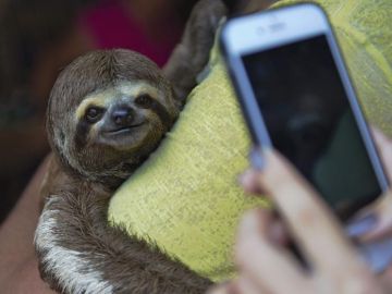 ¿Qué efectos negativos tienen los selfies para los animales?
