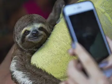 ¿Qué efectos negativos tienen los selfies para los animales? ¿Qué efectos negativos tienen los selfies para los animales?