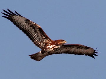La captura y la caza ilegal amenazan todavia a las aves silvestres de Europa La captura y la caza ilegal amenazan todavia a las aves silvestres de Europa