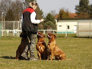 Perros adiestrados son capaces de detectar las crisis epilépticas antes de que se produzcan 