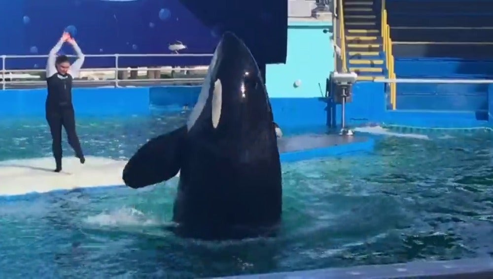 Miami pide la puesta en libertad de la orca Lolita
