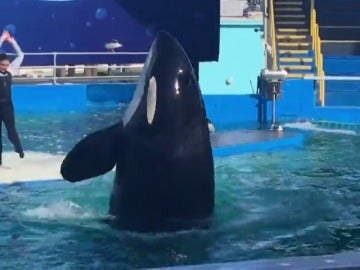 Miami pide la puesta en libertad de la orca Lolita Miami pide la puesta en libertad de la orca Lolita