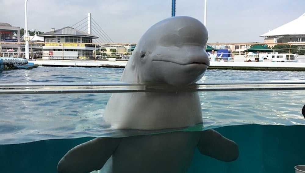 Imagen de archivo de una ballena beluga