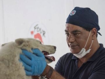 Amir Khalil, el veterinario que rescata animales de la guerra 