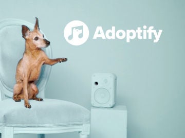 'Adoptify', una iniciativa que promueve las adopciones de perros a través de la música 