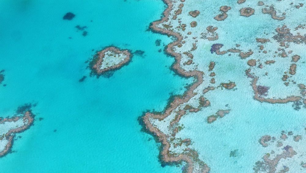 Australia destinará 48 millones de dólares para proteger la Gran Barrera de Arrecifes