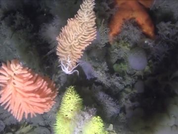 Greenpeace capta impresionantes imágenes submarinas del fondo marino antártico Greenpeace capta impresionantes imágenes submarinas del fondo marino antártico