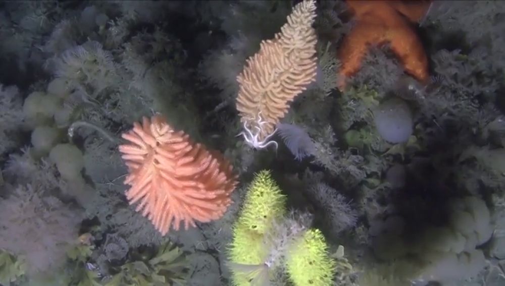 Greenpeace capta impresionantes imágenes submarinas del fondo del océano Antártico 