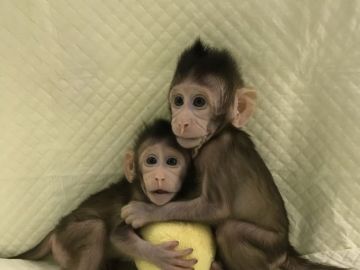 Científicos chinos crean los primeros monos clonados con la misma técnica que la oveja 'Dolly' 