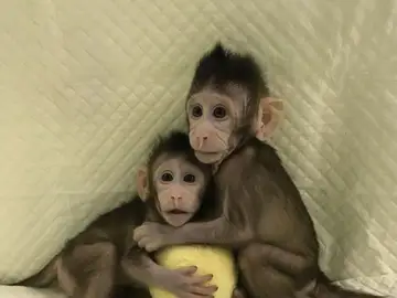 Científicos chinos crean los primeros monos clonados con la misma técnica que la oveja 'Dolly' Científicos chinos crean los primeros monos clonados con la misma técnica que la oveja 'Dolly'