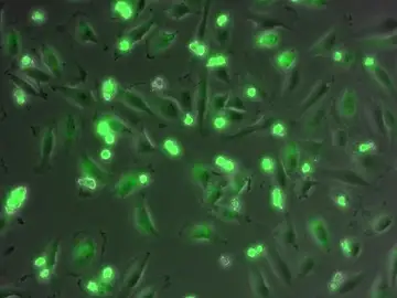 Células donde las mitocondrias aparecen teñidas de verde Células donde las mitocondrias aparecen teñidas de verde