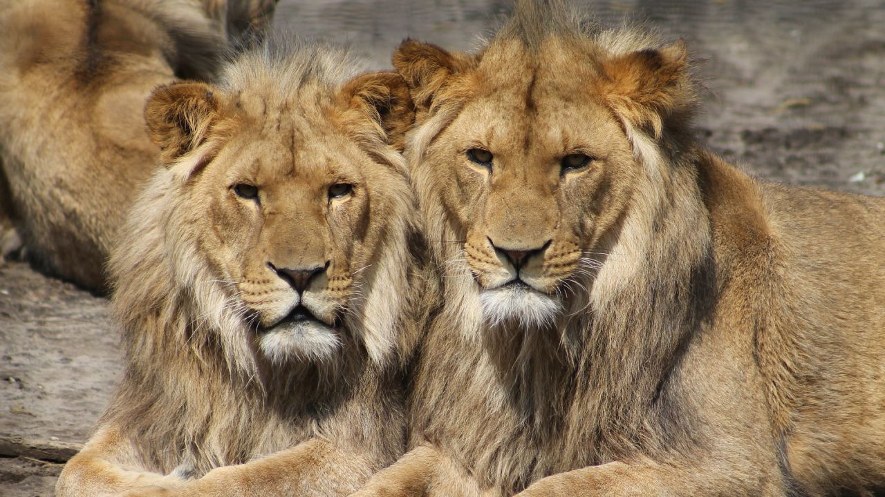 Nueve leones mueren envenenados en el Parque Nacional Serengeti de Tanzania  | HAZTE ECO