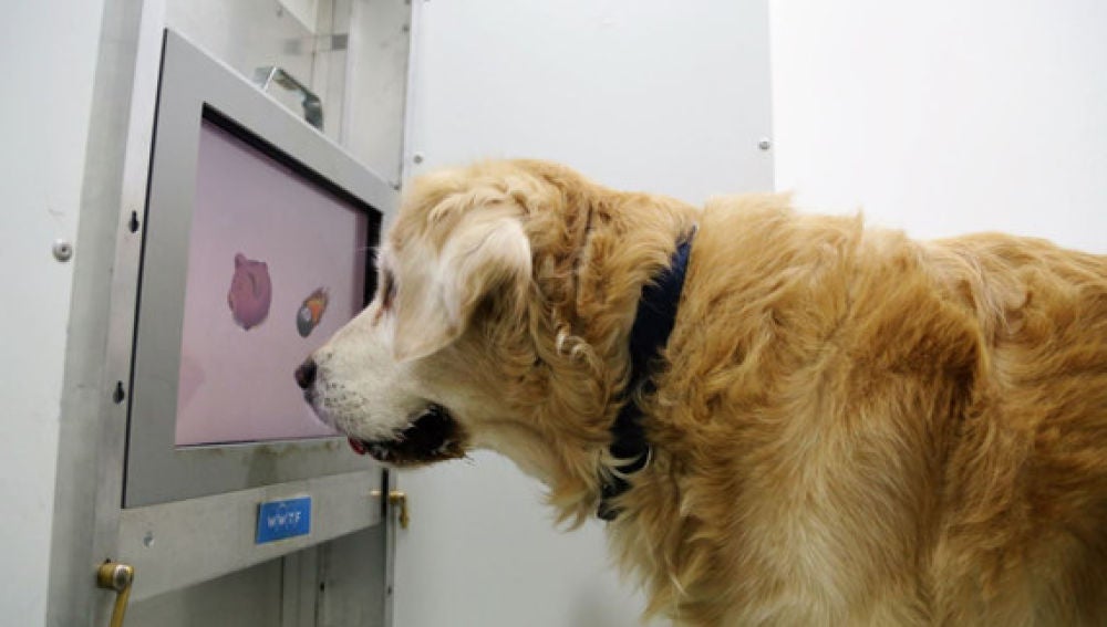 Juegos de pantalla táctil para ejercitar el cerebro de los perros mayores 
