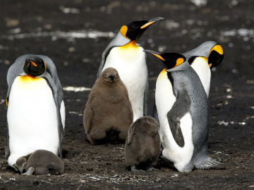 Vista de un grupo de pingüinos Rey