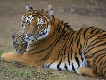 Un tigre con su cría