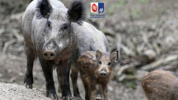 Aumenta hasta el 35% el número de accidentes de tráfico provocados por jabalíes Aumenta hasta el 35% el número de accidentes de tráfico provocados por jabalíes