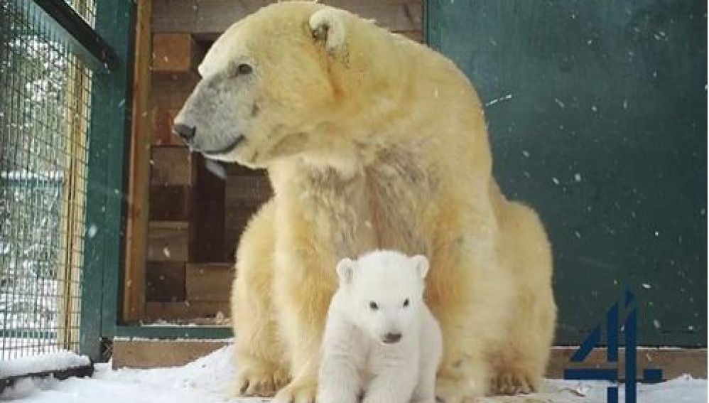 Nace el primer oso polar en cautividad en Reino Unido tras 25 años