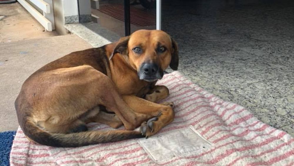  Un perro se niega a abandonar el hospital donde su dueño falleció 
