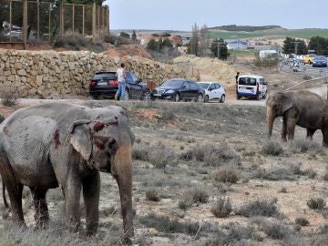 Uno de los elefantes que resultó herido tras volcar el camión