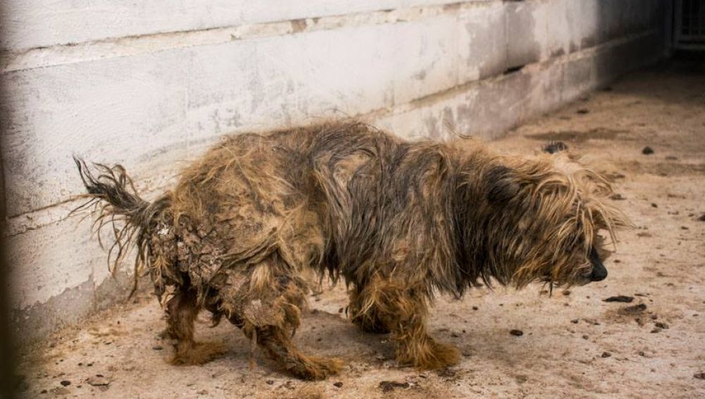 Adiós Histérico Exceder Animalistas denuncian a un criadero de animales por maltrato en Tres Cantos  | HAZTE ECO