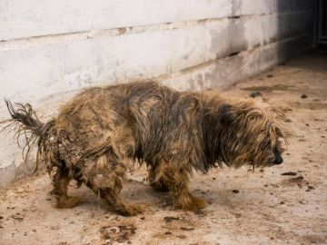 Animalistas denuncian un criadero de animales en Tres Cantos por maltrato