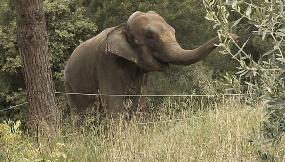 Dumba, una elefanta que vive en un jardín de una casa a 25 kilómetros de Barcelona 