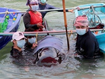 Muere una ballena en Tailandia tras tragarse ochenta bolsas de plástico