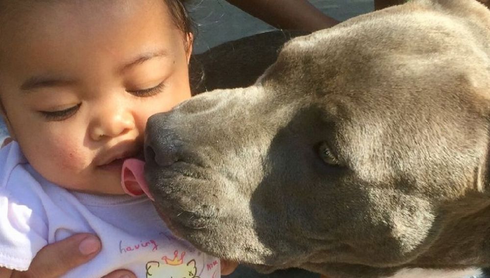 Sasha, la 'heroica' perra que salva a una bebé de un incendio