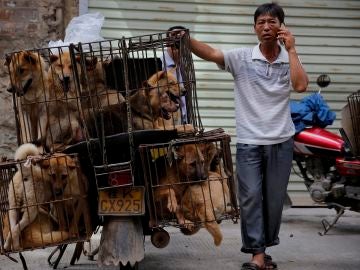 China celebra su festival anual de carne de perro pese a las advertencias de riesgo para salud China celebra su festival anual de carne de perro pese a las advertencias de riesgo para salud