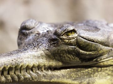 España es 'clave' en el tráfico ilegal de especies que amenaza a la biodiversidad