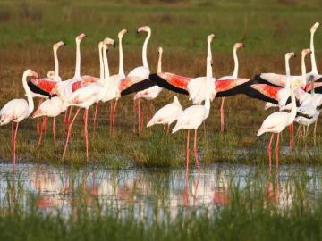 Parque Natural de Doñana, Huelva