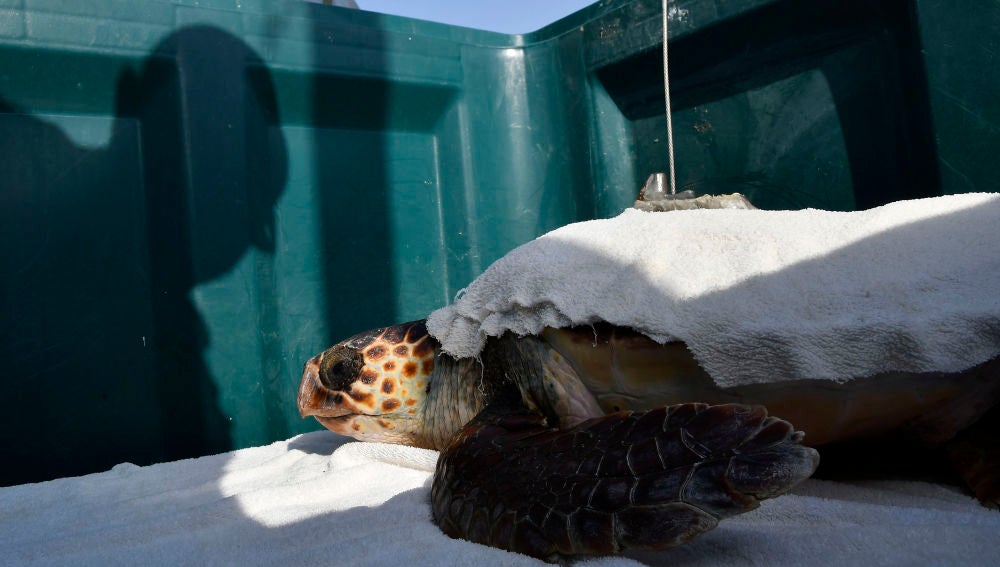  Benjamín, la tortuga boba, vuelve sin una aleta al Mediterráneo después de dos años