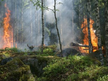 Expertos insisten en la necesidad de prevención frente a la extinción de incendios