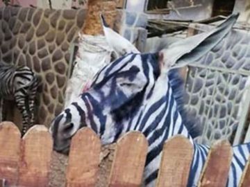 ¿Es un burro o una cebra? ¿Es un burro o una cebra?