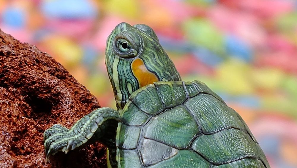 ¿Por qué no debes pintarle el caparazón a las tortugas? 