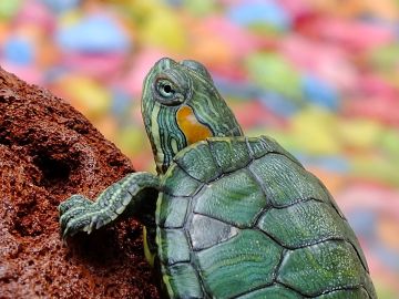 ¿Por qué no debes pintarle el caparazón a las tortugas? 