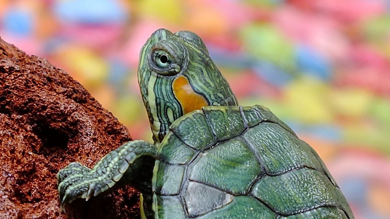 admiración De hecho Tomar un riesgo La peligrosa moda de pintar el caparazón a las tortugas | HAZTE ECO