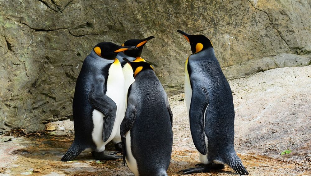 La mayor colonia del pingüino rey presenta un declive muy drástico