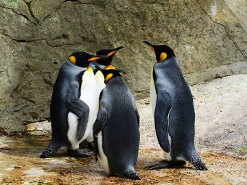 La mayor colonia del pingüino rey presenta un declive muy drástico La mayor colonia del pingüino rey presenta un declive muy drástico