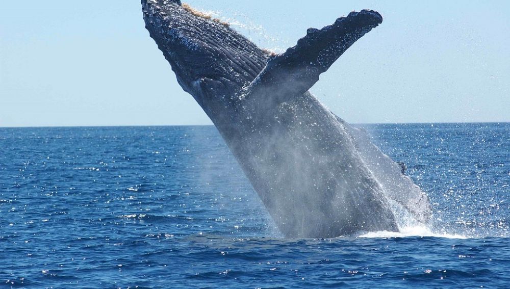 Los cetáceos cuentan con su propia área marina protegida en el Mediterráneo