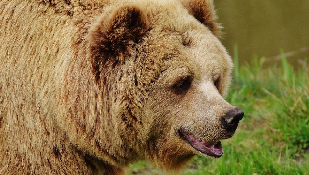 Zaragoza coloca una placa en recuerdo de los animales maltratados en su minizoo 