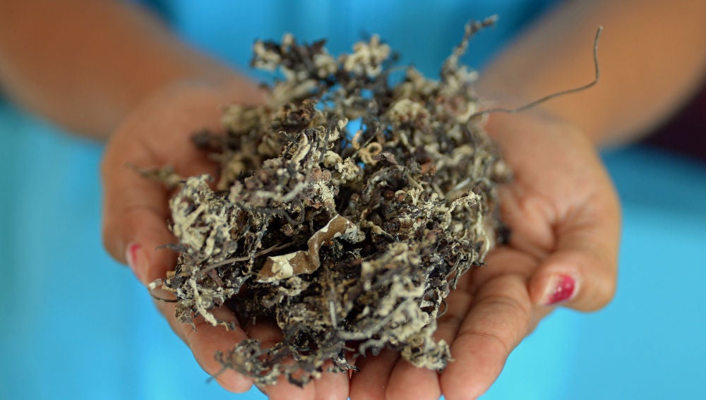 Un grupo de jóvenes mexicanos aprovechan una plaga de algas para elaborar productos ecofriendly