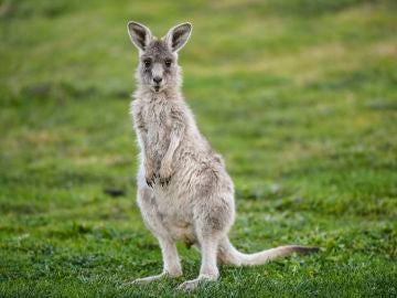 Australia autoriza disparar a los canguros debido a la extrema sequía 