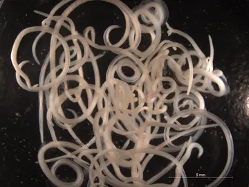 Anisakis Anisakis