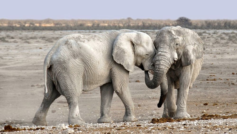Utilizan la Inteligencia Artificial para la prevención de caza de elefantes en África