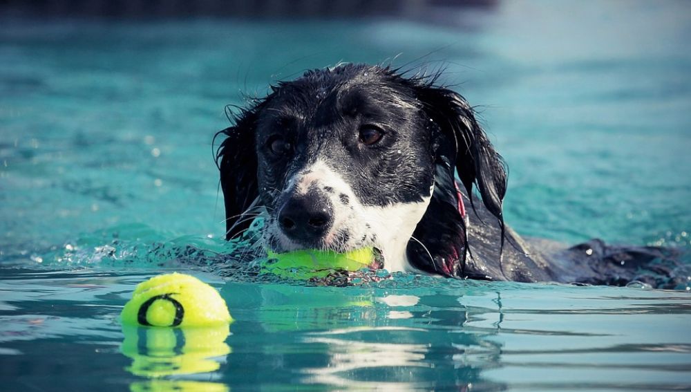 '¡Al Agua Patas!', una iniciativa canina en Madrid para fomentar la adopción