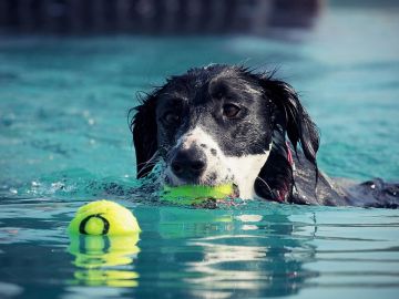 '¡Al Agua Patas!', una iniciativa canina en Madrid para fomentar la adopción