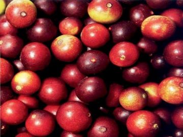 Camu Camu Camu Camu