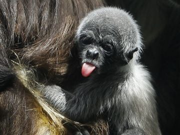 Nace una cría de mono araña, en peligro de extinción, en un zoo de Colombia