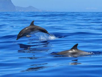 Una variante del virus más letal en delfines llega al Mediterráneo